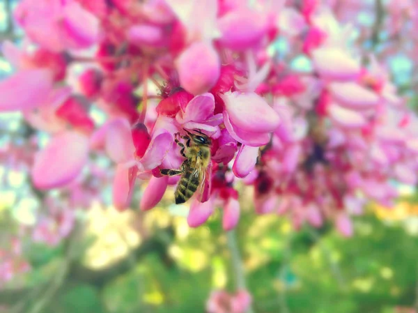 Close-up van Blooming Judas Tree — Stockfoto