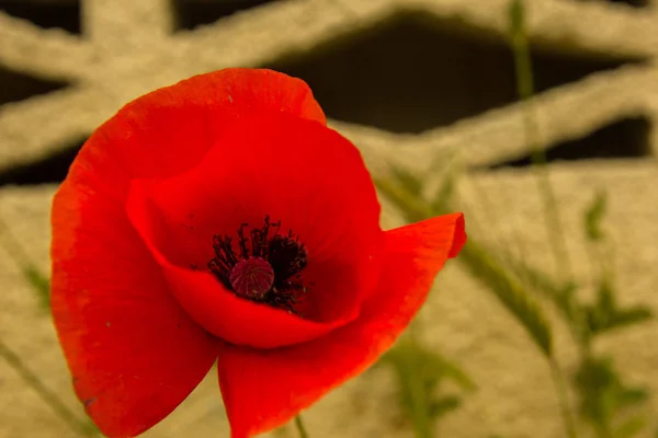 Vahşi Kırmızı gelincik beton duvara tek çiçek — Stok fotoğraf