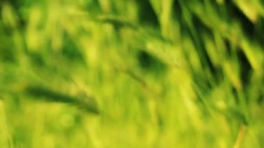 soyut doğa arka plan bokeh ışıklar ile