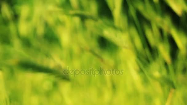 fond naturel abstrait avec des lumières bokeh 