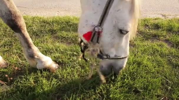 Ένα άλογο είναι βοσκότοποι κοντά σε έναν επαρχιακό δρόμο — Αρχείο Βίντεο