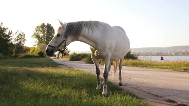 Koń jest wypas w pobliżu drogi kraj — Wideo stockowe