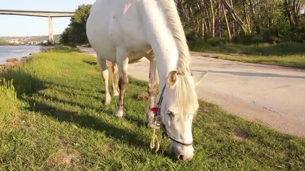 Un caballo está pastando cerca de un camino rural — Vídeos de Stock