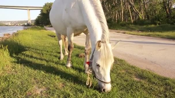 Un cheval broute près d'une route de campagne 
