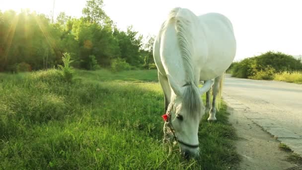Un caballo está pastando cerca de un camino rural — Vídeo de stock