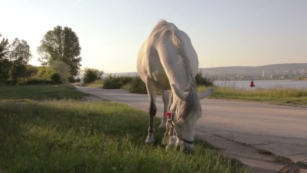 En häst är på bete på en landsväg intill sjö — Stockvideo