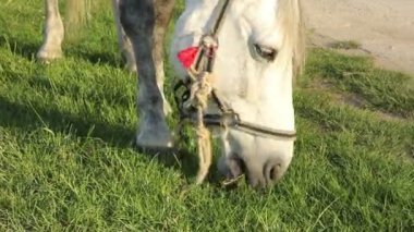 Bir at otlatma - at'ın baş portre