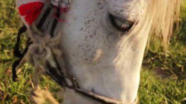 at otlatma closeup video