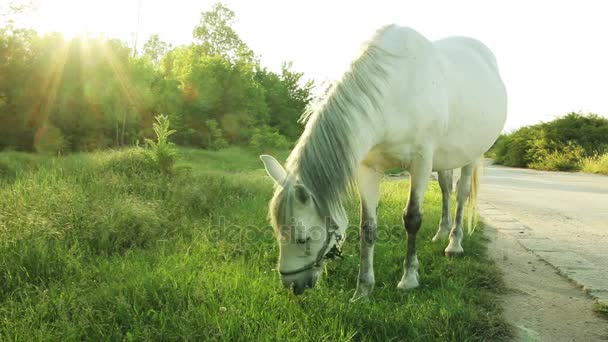 Un caballo está pastando cerca de un camino rural — Vídeo de stock