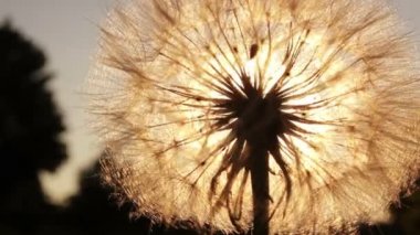 Karahindiba kabartmak ile görülen güneş