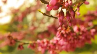 çiçek açan Erguvan closeup video