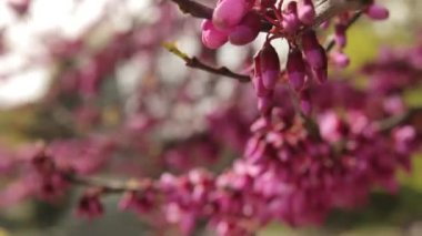 çiçek açan Erguvan closeup video