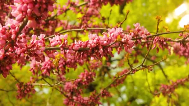 Blooming Judas Tree closeup video — Stock Video