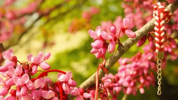 Floración Judas árbol primer plano vídeo — Vídeo de stock