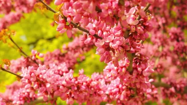 Kvetoucí strom Jidáš detailní video — Stock video