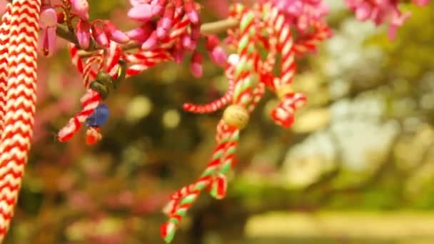 Blommande Judas Tree närbild video — Stockvideo