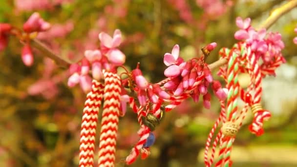 Floraison Judas arbre gros plan vidéo — Video