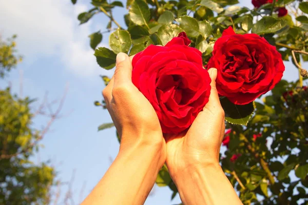 woman holding a red rose flower closeup