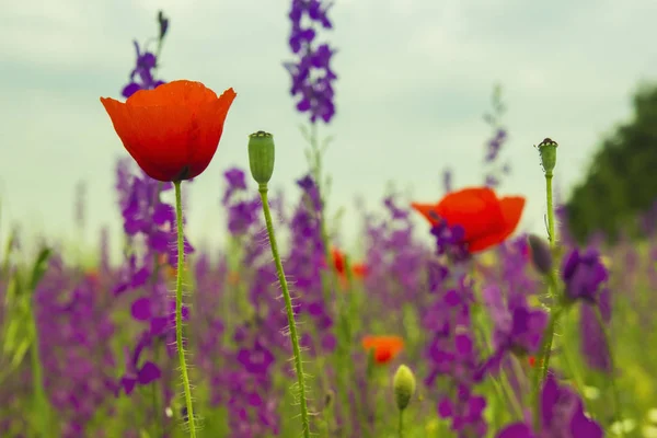 블루 라벤더와 붉은 양 귀 비 꽃의 근접 촬영 — 스톡 사진