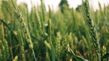 Yeşil buğday alanı rüzgârla sallayarak