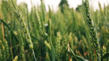 Yeşil buğday alanı rüzgârla sallayarak