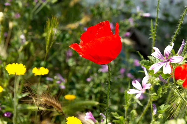 Fleurs à fleurs sauvages avec des coquelicots rouges — Photo