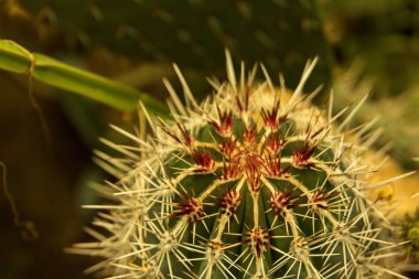 Çiçek açan claret Kupası kaktüs çiçeği