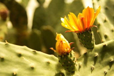 Çiçek açan claret Kupası kaktüs çiçeği