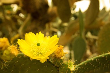 Çiçek açan claret Kupası kaktüs çiçeği