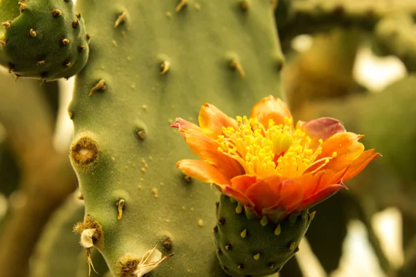 Kwitnące kwiaty Kaktus claret cup — Zdjęcie stockowe