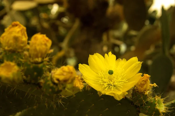 Kwitnące kwiaty Kaktus claret cup — Zdjęcie stockowe