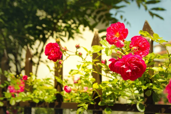 Bir eski paslı çit çiçek açan kırmızı gül ağacı — Stok fotoğraf