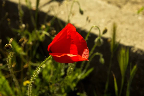 Fleur unique de pavot rouge sauvage sur un mur de béton — Photo