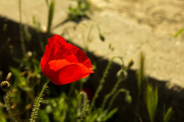 Fleur unique de pavot rouge sauvage sur un mur de béton — Photo