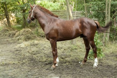 Kahverengi racer at ahır