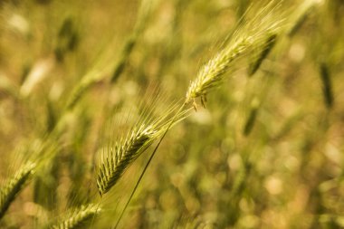 Yeşil buğday alan yaz Rüzgar doğa arka plan