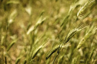 Yeşil buğday alan yaz Rüzgar doğa arka plan