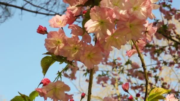 Flores de sakura florecientes de primavera en el día soleado — Vídeo de stock