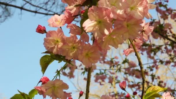 Wiosną kwitnące kwiaty drzewa sakura na słoneczny dzień — Wideo stockowe