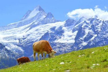 İsviçre inek Alps, Grindelwald, İsviçre için yeşil çimenlerin üzerinde