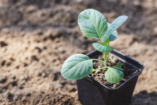 Groeiende groenten concept — Stockfoto