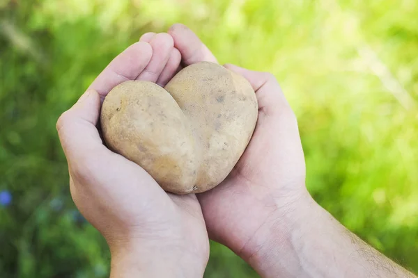 Potato in the form of heart