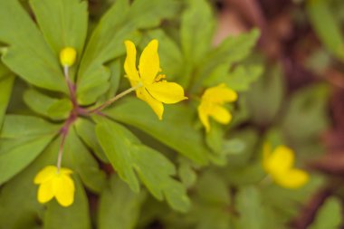 Bulanık çiçek arkaplanı. Dolu çiçekler ve orman ağacının ilk yaprakları. Bahar, ziyafet, kutlama ve güzel çiçek dekorasyonu konsepti. Yumuşak seçici bir odak ile yakın çekim. Ayarlanmış