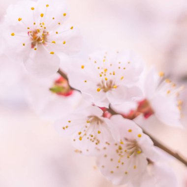 Bulanık çiçek arkaplanı. Dolu çiçekler ve orman ağacının ilk yaprakları. Bahar, ziyafet, kutlama ve güzel çiçek dekorasyonu konsepti. Yumuşak seçici odaklı yakın plan