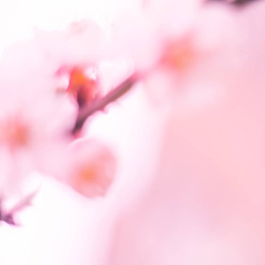 Bulanık çiçek arkaplanı. Dolu çiçekler ve orman ağacının ilk yaprakları. Bahar, ziyafet, kutlama ve güzel çiçek dekorasyonu konsepti. Yumuşak seçici bir odak ile yakın çekim. Ayarlanmış