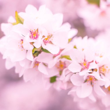 Bulanık çiçek arkaplanı. Dolu çiçekler ve orman ağacının ilk yaprakları. Bahar, ziyafet, kutlama ve güzel çiçek dekorasyonu konsepti. Yumuşak seçici bir odak ile yakın çekim. Ayarlanmış