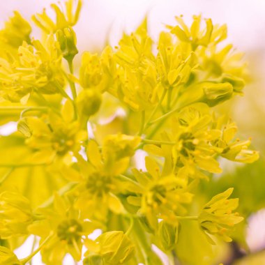 Bulanık çiçek arkaplanı. Dolu çiçekler ve orman ağacının ilk yaprakları. Bahar, ziyafet, kutlama ve güzel çiçek dekorasyonu konsepti. Yumuşak seçici bir odak ile yakın çekim. Ayarlanmış