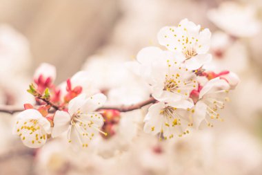 Bulanık çiçek arkaplanı. Dolu çiçekler ve orman ağacının ilk yaprakları. Bahar, ziyafet, kutlama ve güzel çiçek dekorasyonu konsepti. Yumuşak seçici bir odak ile yakın çekim. Ayarlanmış