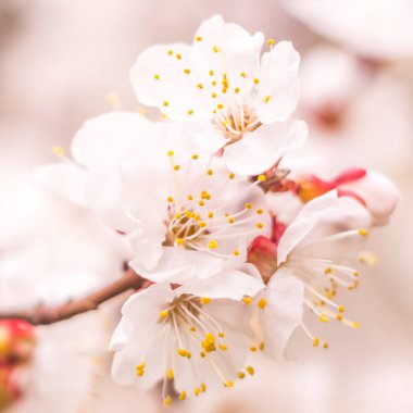 Bahar çiçek konsepti. Kayısı ağacının tam çiçeklenme. Soyut bulanık arka plan üzerinde güzel çiçek. Yumuşak seçici odakla yakın çekim.