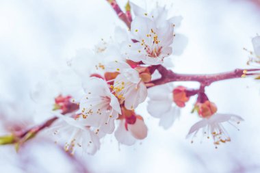 Bulanık çiçek arkaplanı. Dolu çiçekler ve orman ağacının ilk yaprakları. Bahar, ziyafet, kutlama ve güzel çiçek dekorasyonu konsepti. Yumuşak seçici bir odak ile yakın çekim. Ayarlanmış